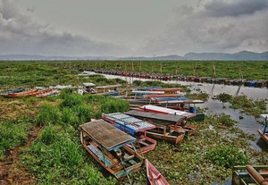 Serunya Mengarungi Lautan Eceng Gondok di Rawa Pening