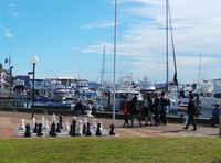 dAlbora Marina adalah salah satu pelabuhan sibuk yang ada di Port Stephens. Di sini biasanya kapal wisata melihat lumba-lumba atau paus berangkat (Shafa/detikTravel)