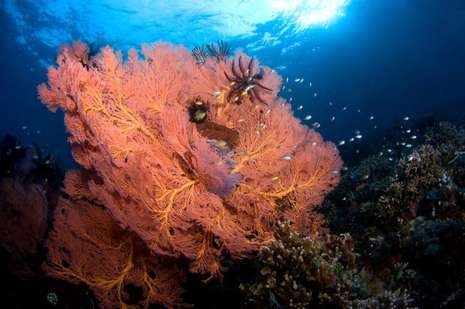 8 Lokasi Diving Cantik di Sulawesi (2)