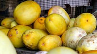     Blewah dan timun suri menjadi favorit di bulan suci Ramadan karena buah tersebut biasa dijadikan sebagai menu takjil untuk berbuka puasa. Pool/Suhar Bimar/detikFoto.