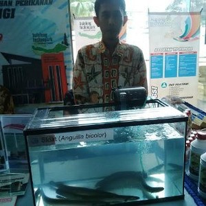 Benih Ikan Ular Sidat Haram untuk Diekspor