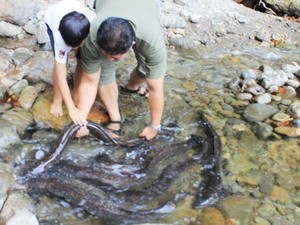 Ikan Ular Sidat Raksasa di Papua Seukuran Paha Orang Dewasa