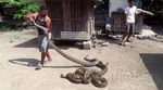 Warga Tuban Tangkap Ular Phyton Bermahkota Akik