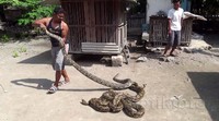 Selama ini, ular-ular itu telah memangsa hewan ternak milik warga. Pool/Dion Fajar/detikFoto.