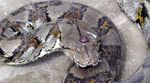 Warga Tuban Tangkap Ular Phyton Bermahkota Akik