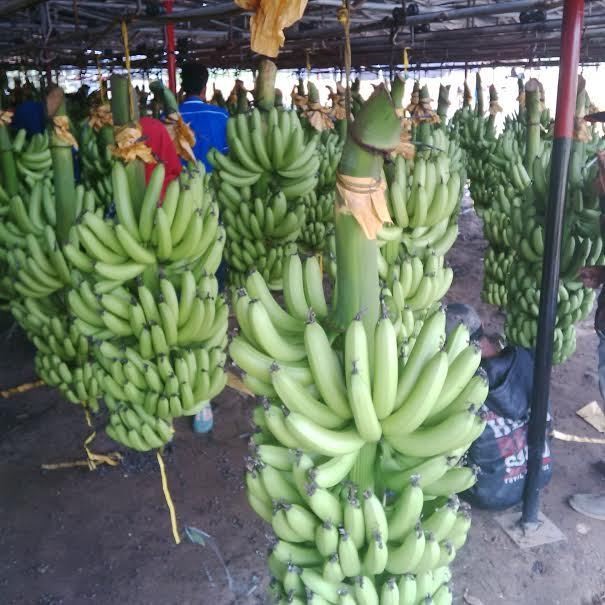 Butuh 7 Tahun, Pisang RI Baru Tembus Pasar Jepang