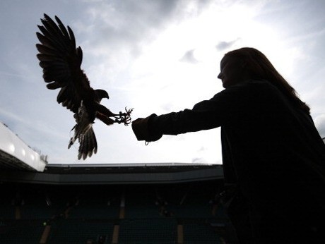 Perkenalkan Rufus, Satpam Udara di Wimbledon