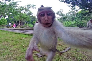 Jepret! Monyet di Bali Selfie Pakai GoPro