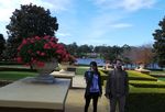 Di Musim Dingin, Taman Botani Australia Tetap Cantik