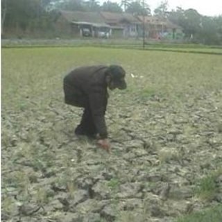 Kemarau Panjang, 200.000 Hektar Sawah Terancam Kekeringan