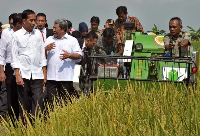 Ramalan BPS: Produksi Padi 75,55 Juta Ton, Naik 6,64%