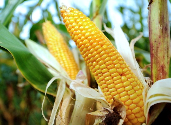 Ini 4 Bahan Makanan yang Proses Produksinya Mengancam Kelestarian Lingkungan
