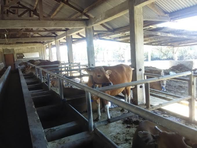 Jaga Sapi Bunting, Mentan Bagi-bagi Angpao ke Peternak