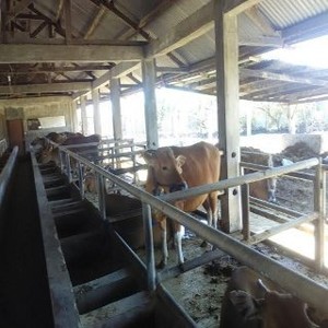 Jaga Sapi Bunting, Mentan Bagi-bagi Angpao ke Peternak