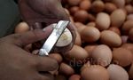 Jelang Lebaran Harga Telur Ayam Naik Turun