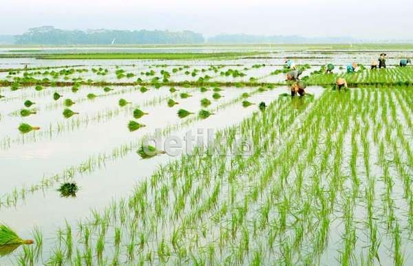 Produksi Padi Diramal Naik 6%, Ini yang Telah Dilakukan Mentan