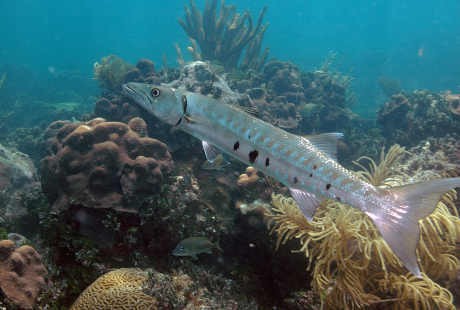 Awas! Keracunan Ikan Jenis Ini Ternyata Sering Terjadi