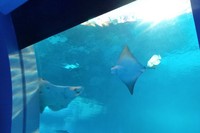 Traveler bisa menginap sambil melihat pemandangan ikan pari dan hiu yang melintas di Ocean Suites Equarius Hotel di Resort World Sentosa, Singapura. Pengalaman yang tidak ternilai (Mutiara/detikTravel)