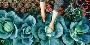 Growing Underground, Lahan Pertanian Pertama di Bawah Tanah