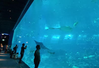 Menjelajah Dunia Bawah Laut di S.E.A Aquarium Singapura