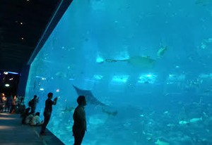 Menjelajah Dunia Bawah Laut di S.E.A Aquarium Singapura