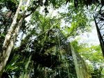 Anggrek & Burung Endemik Papua Ada di Taman Ini