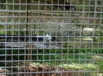 Anggrek & Burung Endemik Papua Ada di Taman Ini