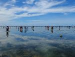 Serunya Festival Tangkap Ikan di Pesisir Pantai Biak