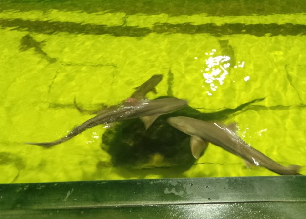Ternyata, Mayoritas Hiu Tak Suka Daging Manusia