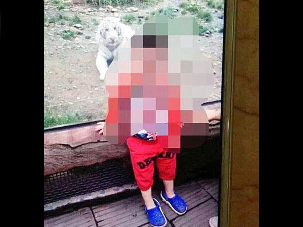 Tragis! Tangan Turis Cilik Putus Digigit Harimau di Tiongkok