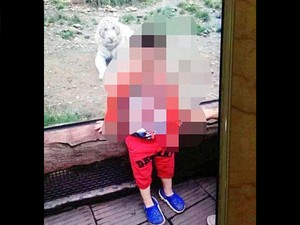 Tragis! Tangan Turis Cilik Putus Digigit Harimau di Tiongkok