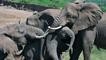 Zimbabwe Jual Gajah Seharga US$40.000 per Ekor ke Cina