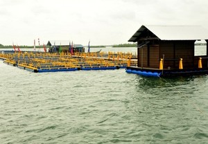 Bawal Bintang, Bintang Baru Budidaya Ikan Laut