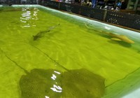 Irukandji Sharks and Rays Encounters adalah sejenis wisata akuarium tapi dalam bentuk mini. Di sini, hanya ada dua jenis hewan yaitu ikan hiu dan ikan pari (Shafa/detikTravel)