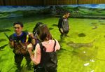 Serunya Kenalan dengan Hiu & Pari di Australia