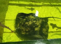 Di sini, pengunjung juga bisa bertemu dengan salah satu ikan pari paling besar di dunia. Ikan pari yang manis ini ternyata bisa membaca sifat dan tingkah laku seseorang hanya dengan menyentuhkan ujung tubuhnya ke orang tersebut (Shafa/detikTravel)