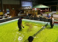 Nah, yang paling seru adalah ke kolam hiu. Di sana hidup beberapa hiu yang menurut mereka sudah jinak. Tapi untuk keamanan, pengunjung hanya boleh berdiri di belakang jaring (Shafa/detikTravel)