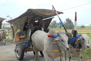 Lebaran di Jember, Ada Pawai Pedati