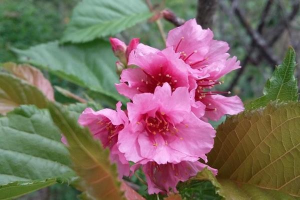 Wah Sakura Mekar di Kebun Raya Cibodas Wah Sakura Mekar di Kebun Raya Cibodas