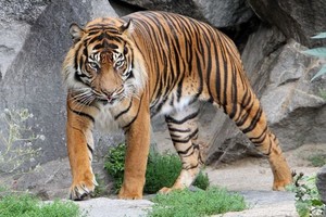 Macan Sumatera Dijodohkan di Kebun Binatang Skotlandia