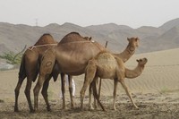 Di sela-sela melakukan ibadah umrah atau haji ke Arab Saudi, jangan lewatkan kesempatan untuk melihat unta. Hewan berpunuk ini diternakan dan kita bisa melihat aktivitas menarik di peternakan unta (Nurvita/detikTravel)