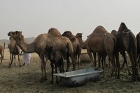 Unta merupakan hewan yang mampu hidup di wilayah kering dan gurun. Tak heran di Arab Saudi ada daerah-daerah yang menjadi pusat peternakan unta, misalnya saja di Hudaibiyah di luar Makkah (Nurvita/detikTravel)