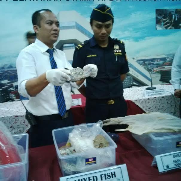 Bea Cukai Gagalkan Ekspor Ilegal Sirip Hiu Hingga Ubur-ubur