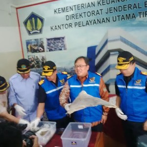 Sirip Hiu Ilegal Jadi Pakan Ternak di Vietnam, RI Malah Impor Triliunan