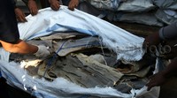 Barang ilegal tersebut tak terdaftar di badan karantina ikan. Selain itu, tidak dilengkapi setifikat kesehatan layak konsumsi untuk manusia dari badan karantina ikan.