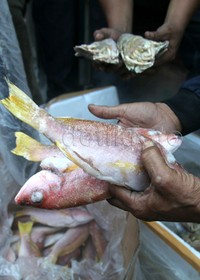 Kasus ini terungkap dari kerjasama dengan badan karantina ikan. Pelaku eksportir ilegal ini telah melanggar undang-undang perikanan.