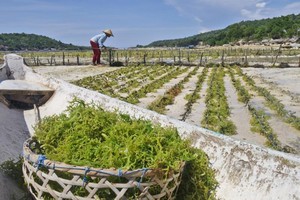 Ide Liburan di Bali: Melihat Budidaya Rumput Laut