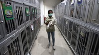 Pekerja memindahkan seekor anjing di Planet Pets Pet Shop, Jakarta Selatan, Selasa (14/07/2015).