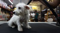 Seekor anjing dikeringkan bulunya.