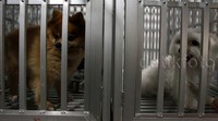 H-3 Idul Fitri, Jasa Pet Shop yang sekaligus menyediakan jasa penitipan ini dipenuhi anjing dan kucing.